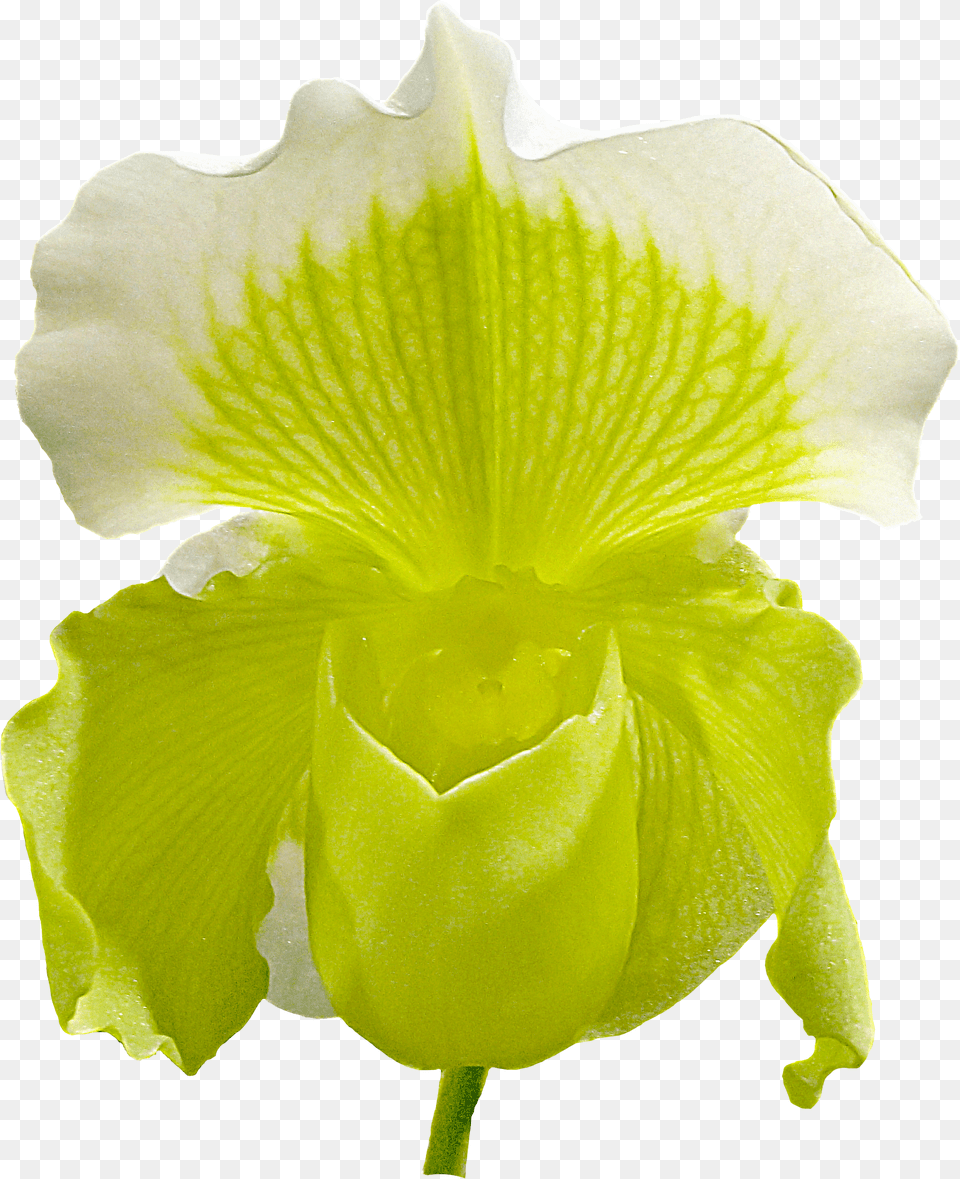 Iris Flower Orchid Flower Image Hd Download Cattleya Orchids Png