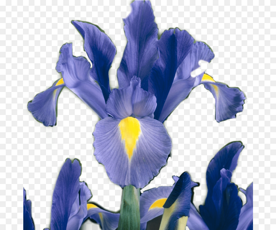 Iris Flower Sticker Irisflower By Irises, Petal, Plant Png