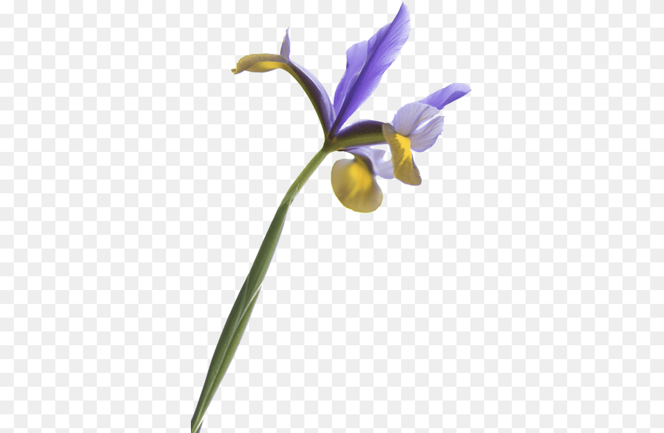 Iris Flower Transparent Background, Petal, Plant Free Png Download