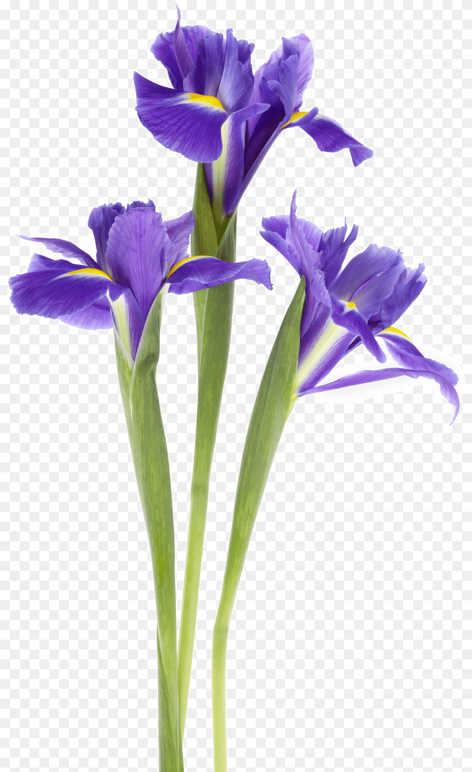 Iris Flower Transparent Iris, Plant, Petal, Purple Png Image