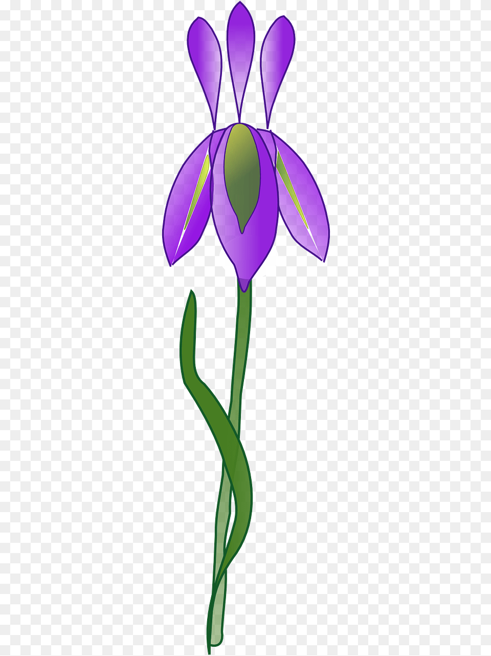Iris Flower Vector, Petal, Plant, Purple Png