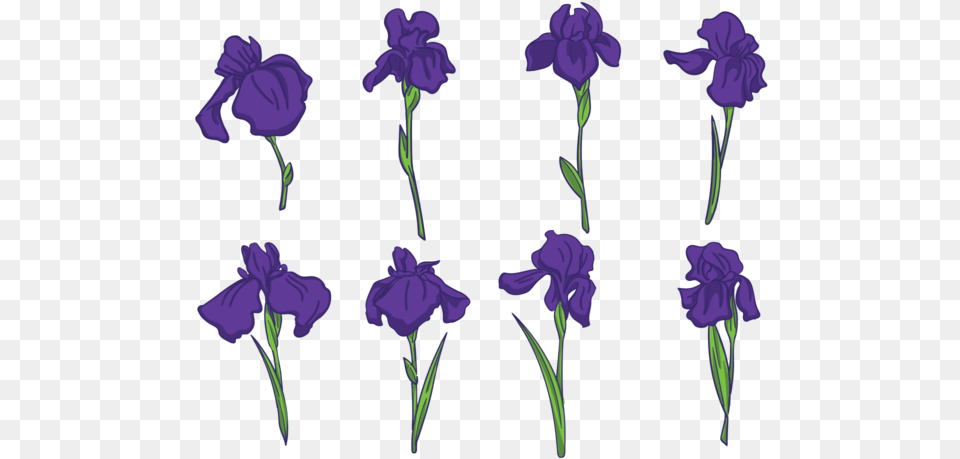 Iris Flower Vectors Iris Flower Vector, Plant, Purple, Petal, Rose Png Image
