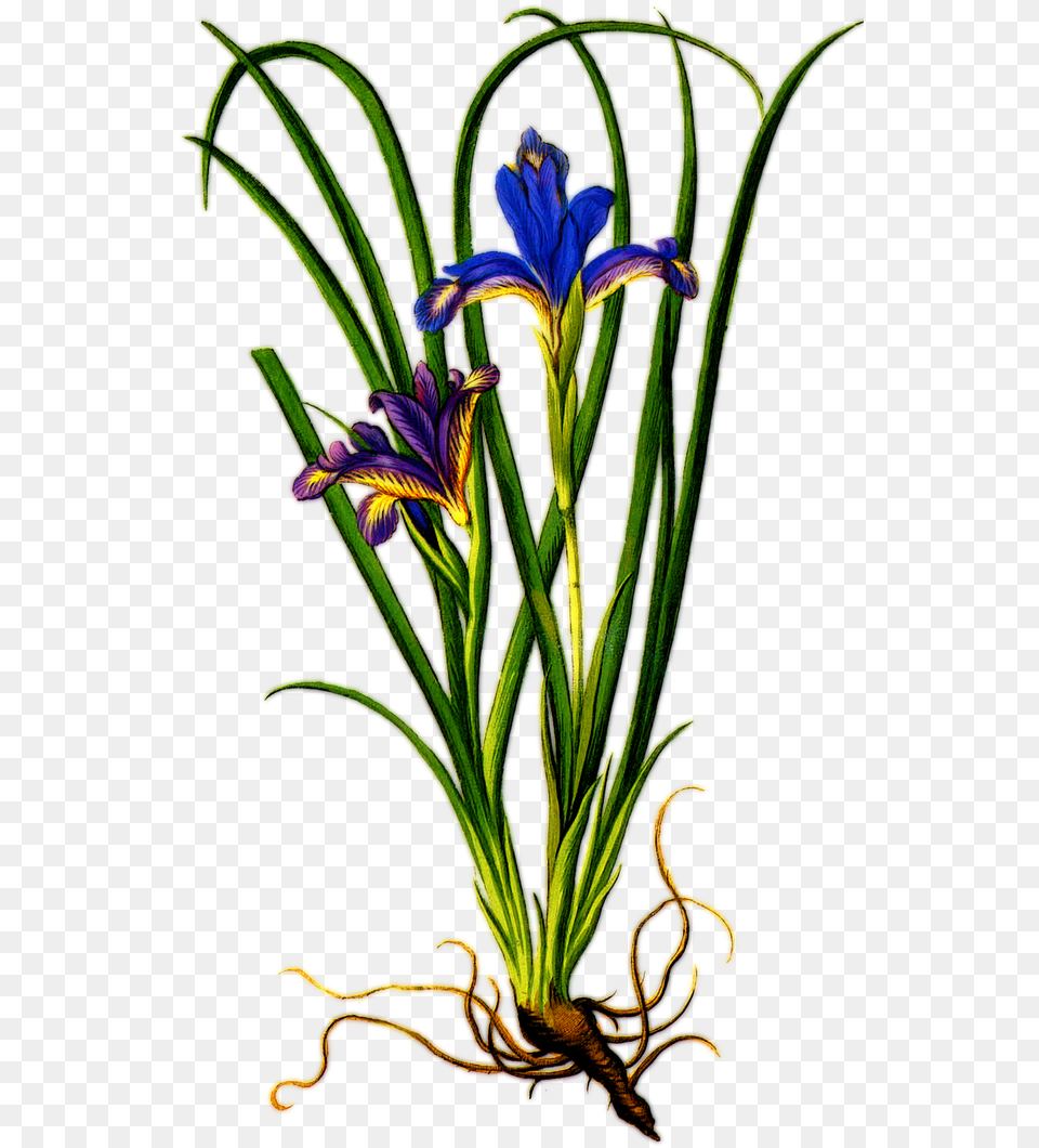 Iris Flower With Roots, Flower Arrangement, Plant, Petal, Acanthaceae Png Image