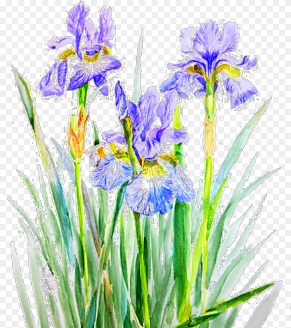 Iris Flowers Purple Sticker Iris And Lavender Painting, Flower, Plant Png