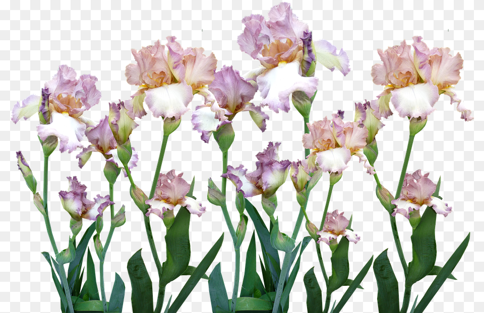 Iris Garden Flowers Free Photo On Pixabay Iris, Flower, Petal, Plant, Pollen Png