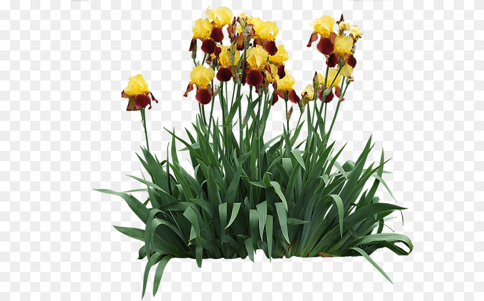 Iris Germanica Irises, Flower, Plant, Daffodil, Rose Png