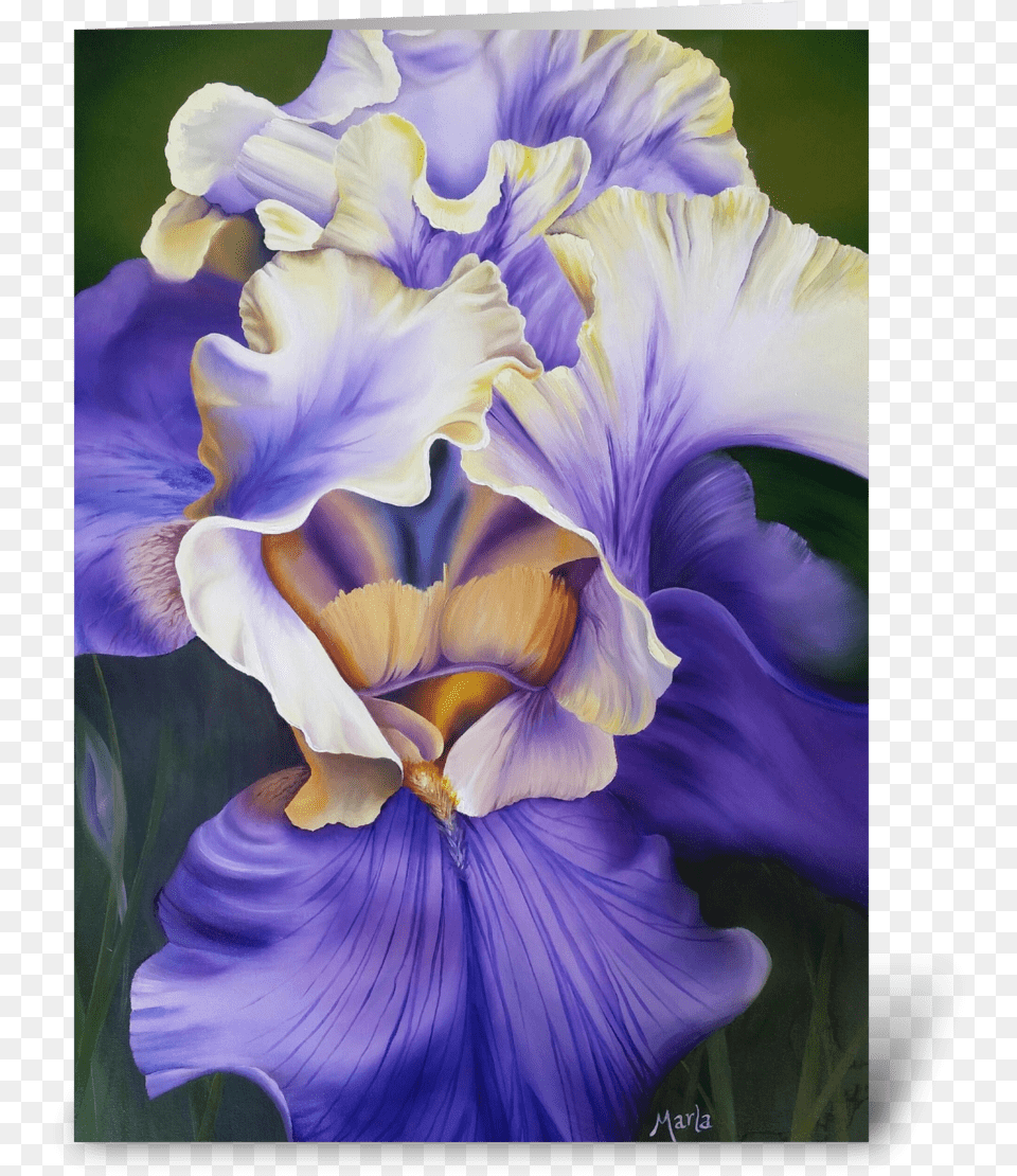Iris Greeting Card Iris, Flower, Petal, Plant, Geranium Png Image