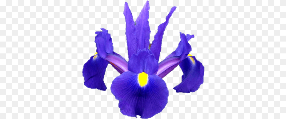 Iris Hollandica, Flower, Plant, Purple, Petal Png