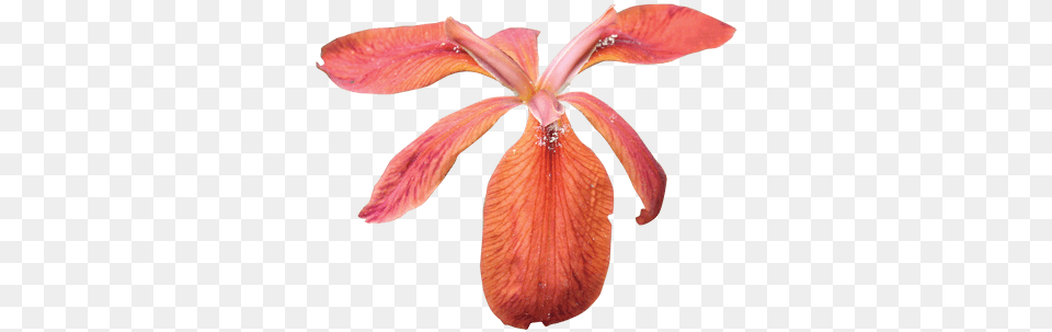 Iris Images Stickpng Red Iris Flower, Petal, Plant, Adult, Female Png Image