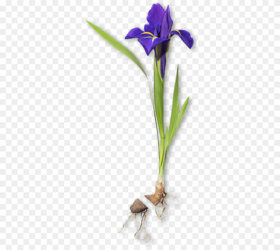 Iris Lilies, Flower, Plant, Petal Free Png Download