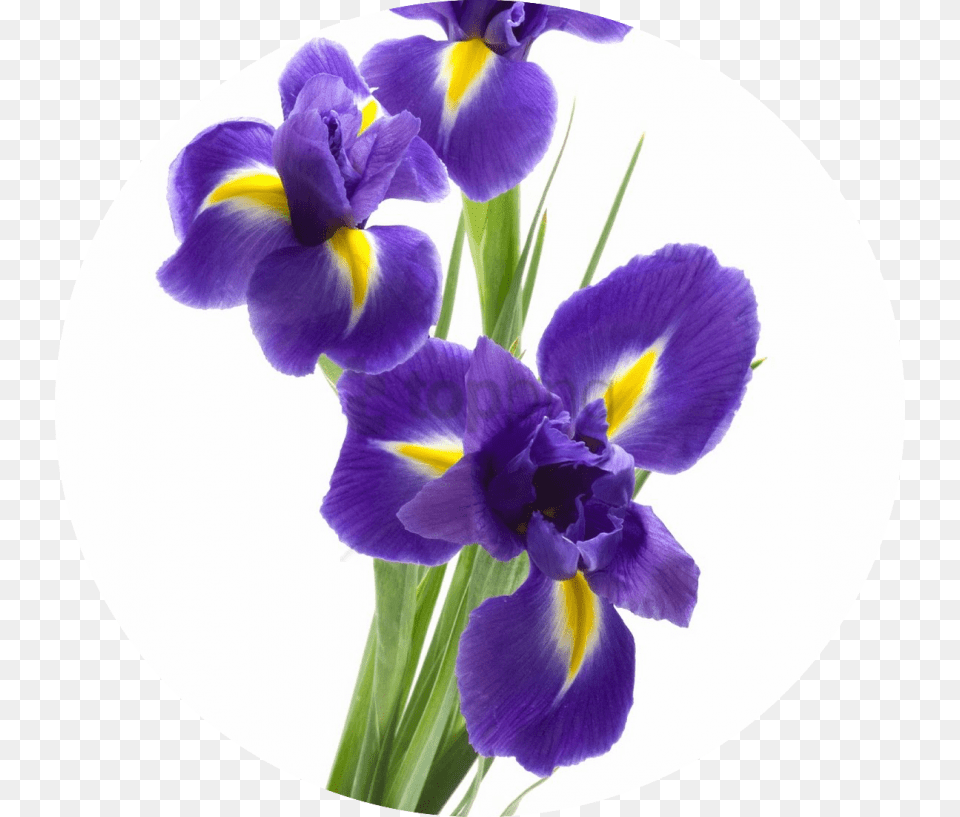 Iris Means A Message For You Purple Iris Flower Background, Plant Free Transparent Png