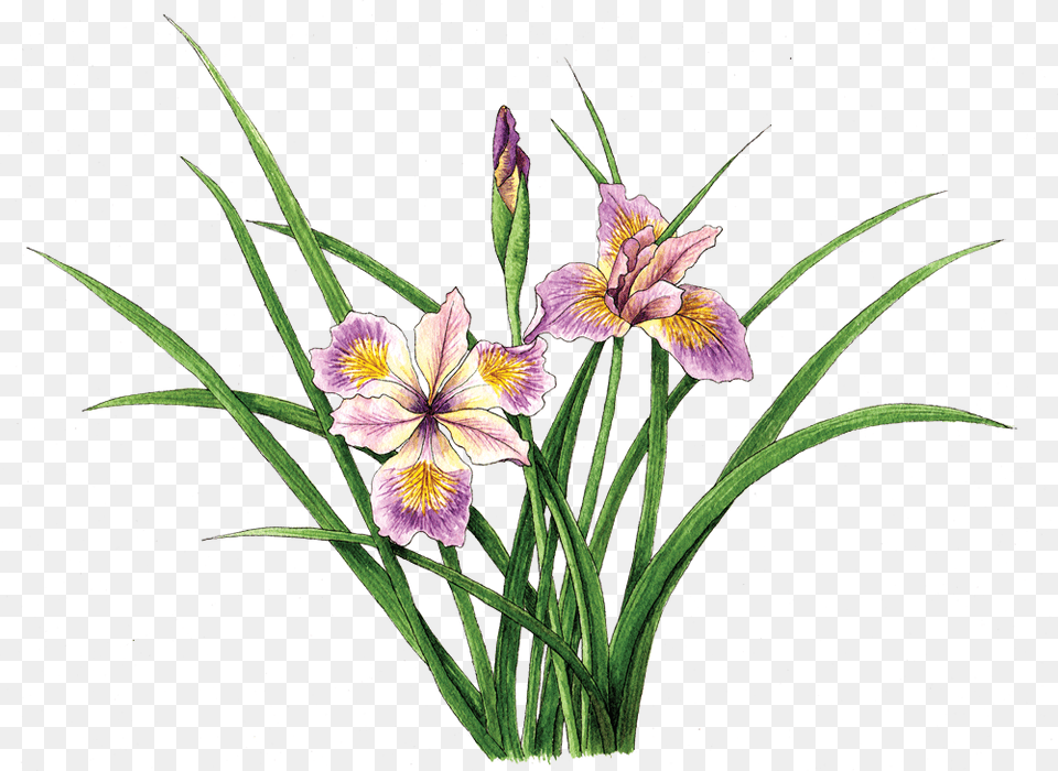 Iris Pacific Coast Hybrid Iris Japonica, Flower, Plant, Flower Arrangement Free Transparent Png