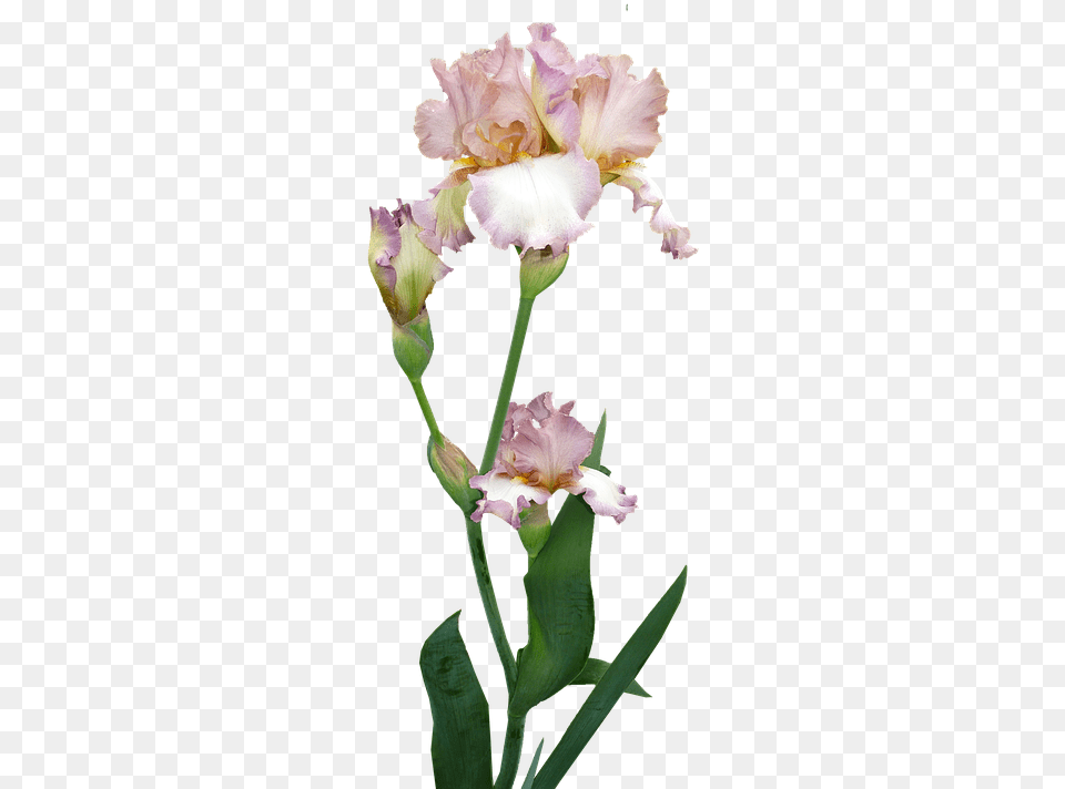Iris Plant Flower Iris Blowming Transparent Background, Petal Png