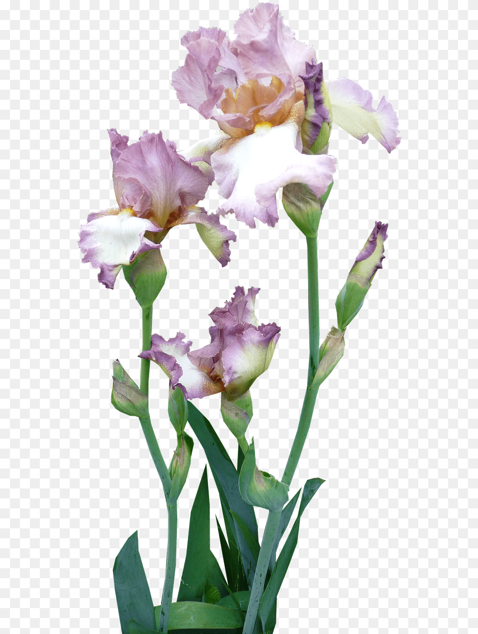 Iris Plant Mauve Photo Pink Iris Flower, Petal, Acanthaceae Free Transparent Png