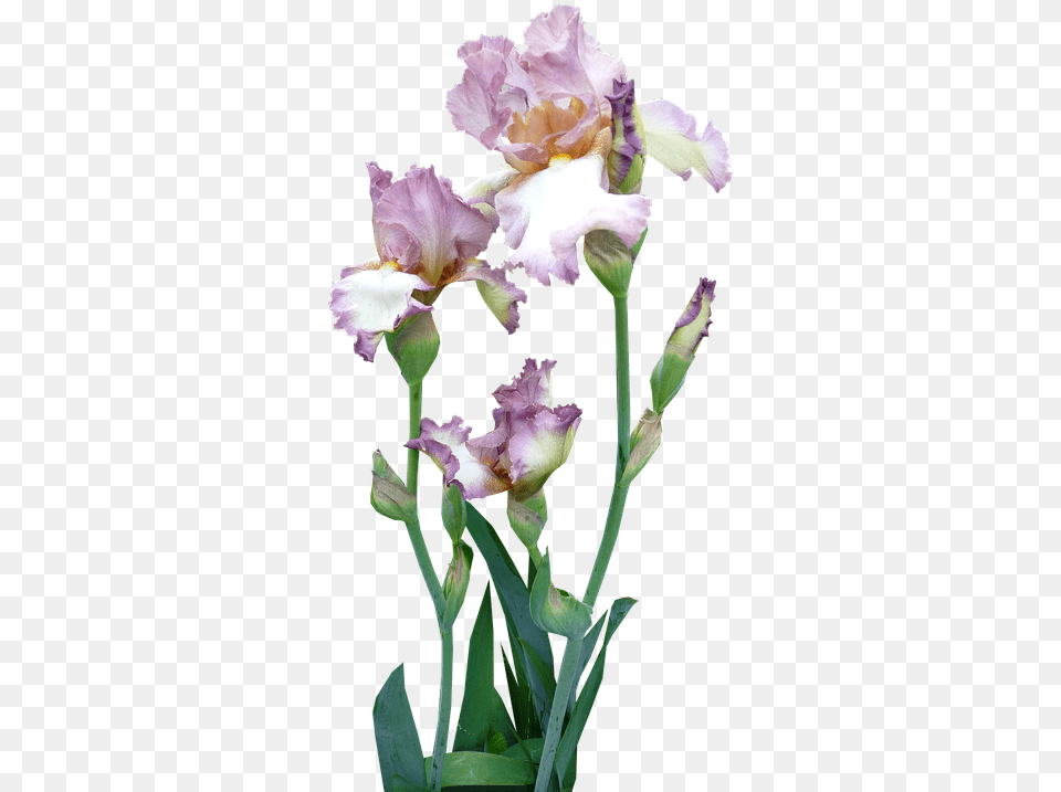 Iris Plant Mauve Transparente Iris, Flower, Petal, Acanthaceae Free Transparent Png