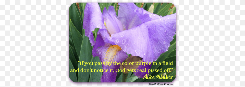 Iris Quot Iris, Flower, Petal, Plant, Purple Free Png Download