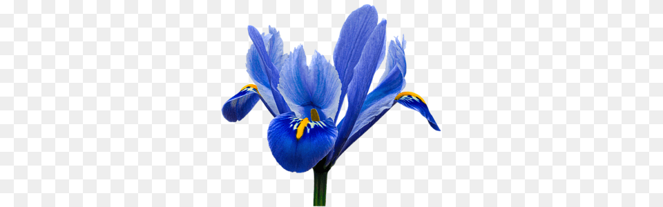 Iris Recticulata Transparent Background Throw Pillow Iris Flower Transparent Background, Plant, Petal Free Png
