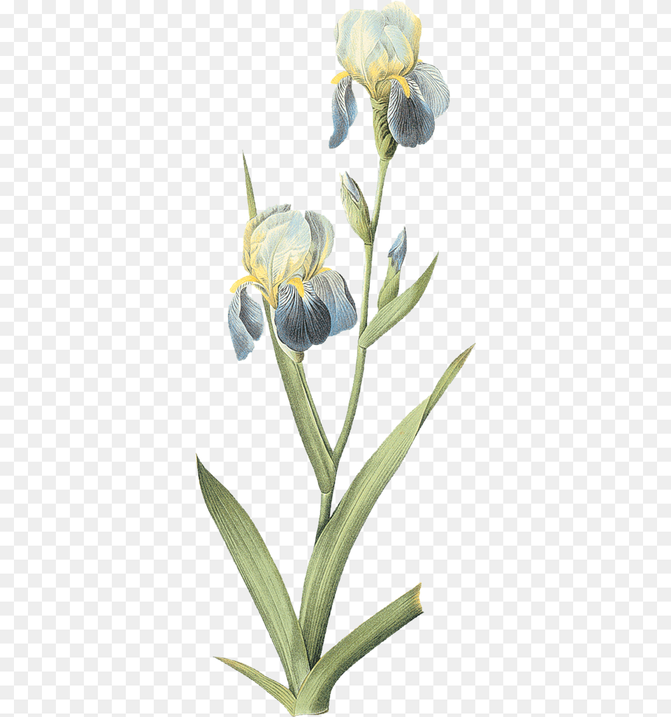 Iris Science Illustration, Flower, Plant, Petal, Acanthaceae Png Image