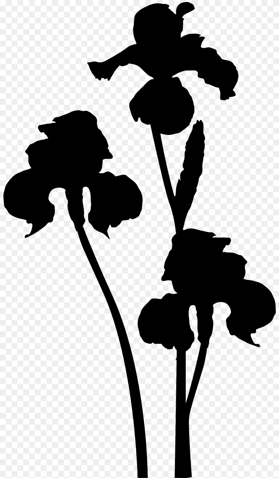 Iris Silhouette, Stencil, Flower, Plant, Baby Png