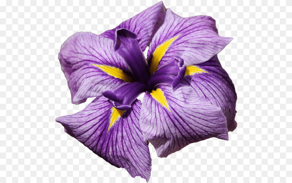 Iris Sponsor Animated Iris Flowers, Flower, Plant, Purple, Petal Png Image