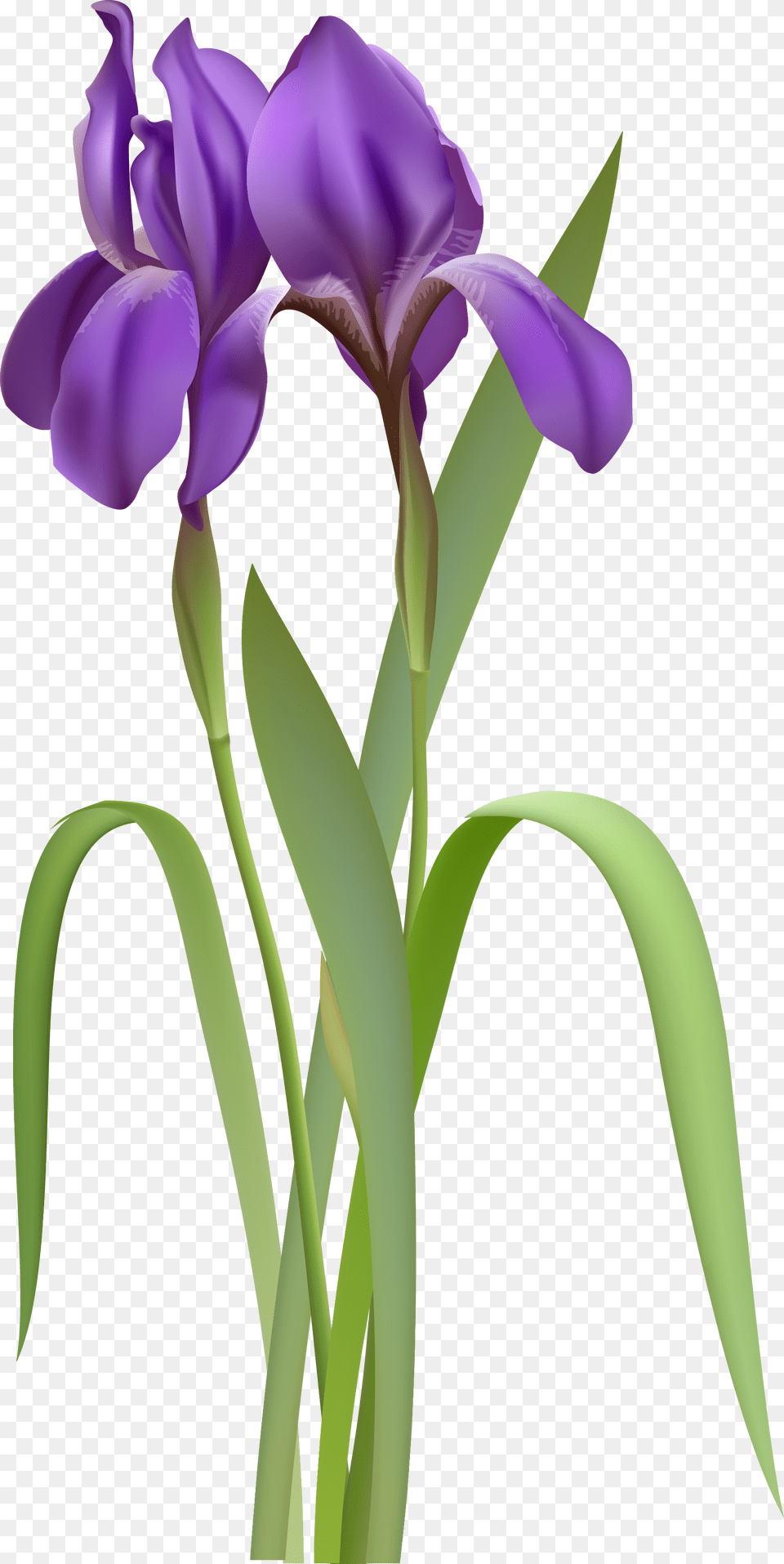 Iris Spring Flower Clipar, Plant, Purple, Petal Png