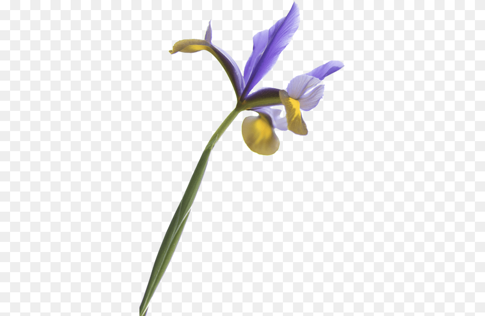 Iris Transparency, Flower, Petal, Plant Free Transparent Png