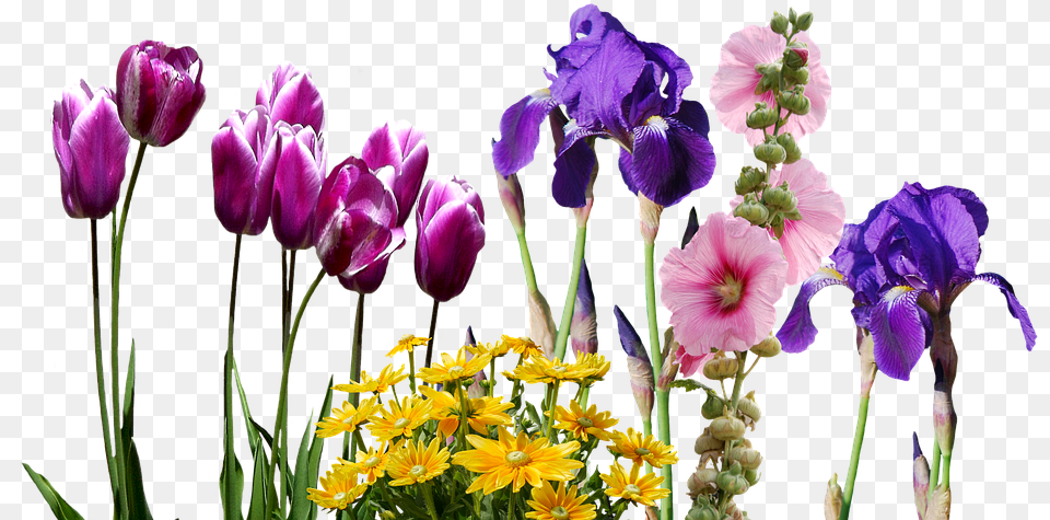 Iris Tulips Flowers Nature Violet Tulpenbluete Wedding Save The Date Invite, Purple, Plant, Petal, Flower Bouquet Free Transparent Png