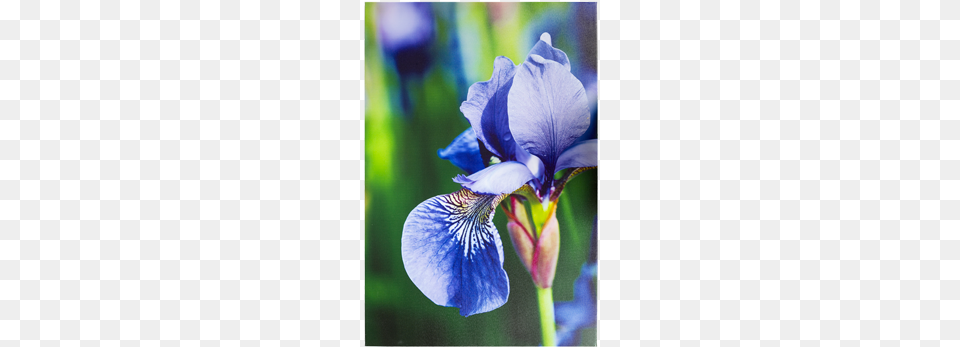 Iris Versicolor, Flower, Petal, Plant, Geranium Free Png Download