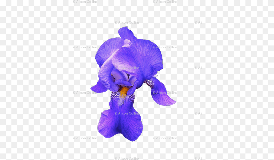 Iris Versicolor, Flower, Petal, Plant, Purple Free Transparent Png