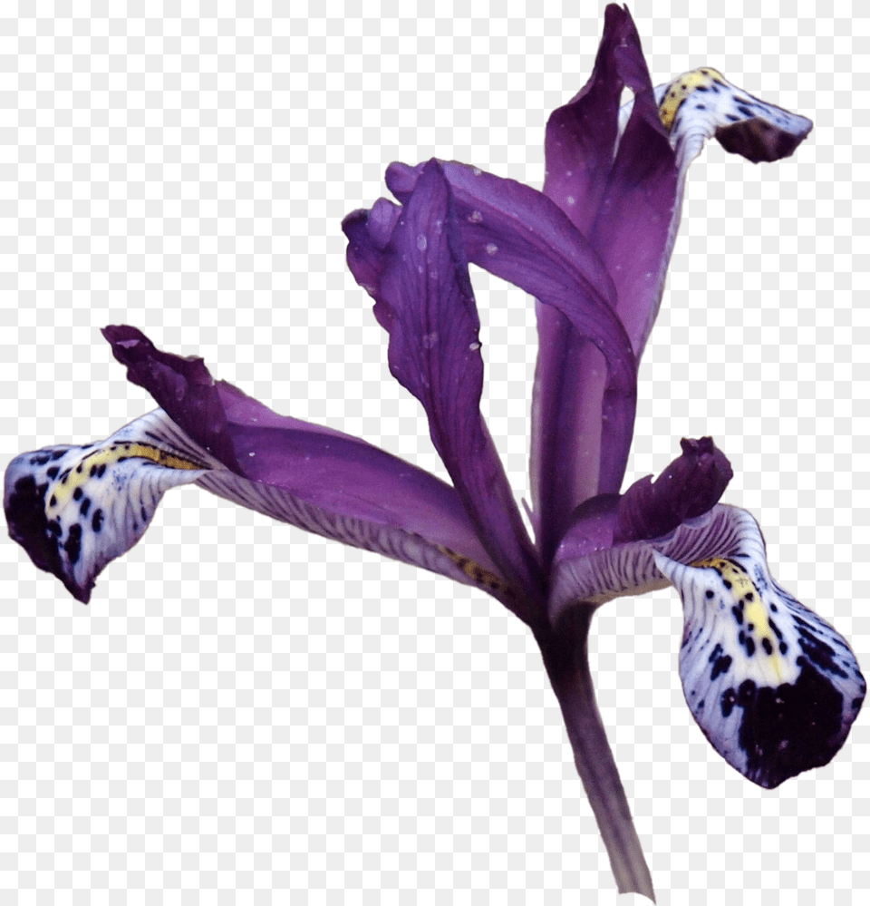 Iris Versicolor, Flower, Plant, Purple, Petal Free Transparent Png