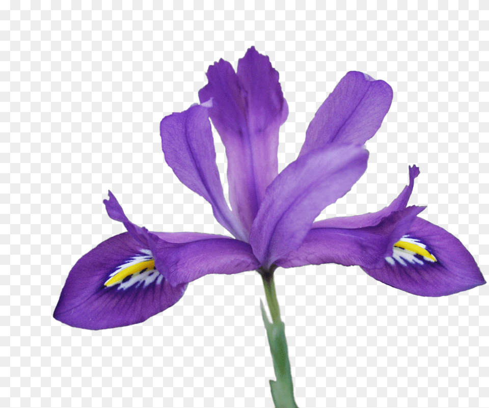 Iris Versicolor Transparent, Flower, Plant, Purple, Petal Free Png Download