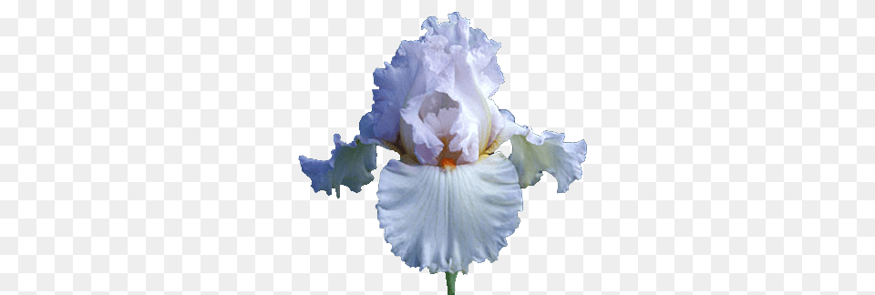 Iris White, Flower, Petal, Plant, Person Png