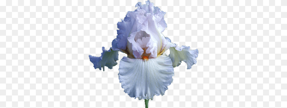 Iris White Transparent Transparent Background Iris Flower, Petal, Plant, Person Free Png