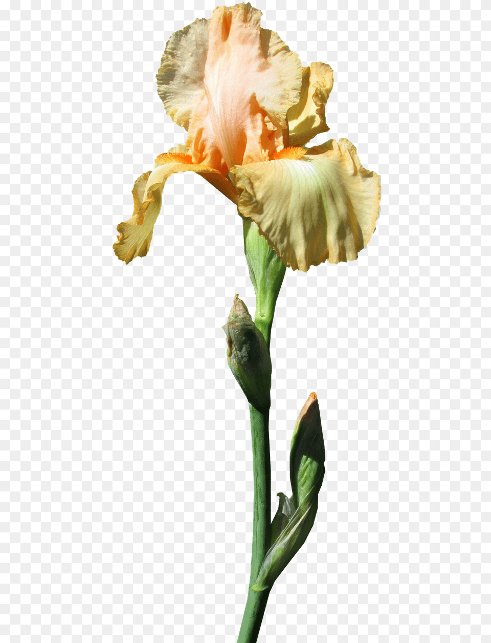 Iris Yellow Stem Photograph, Flower, Plant, Petal, Acanthaceae Free Transparent Png