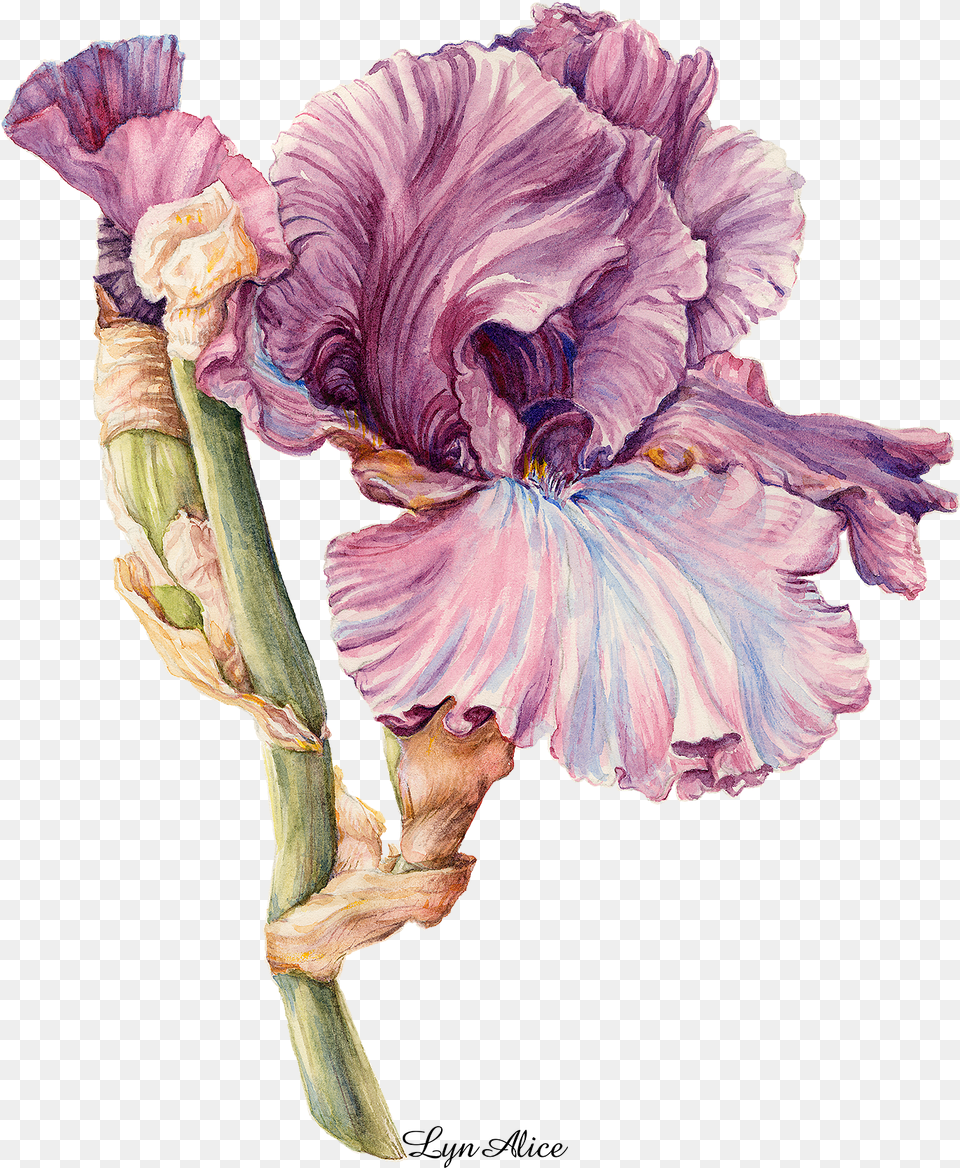 Irises, Flower, Iris, Petal, Plant Png