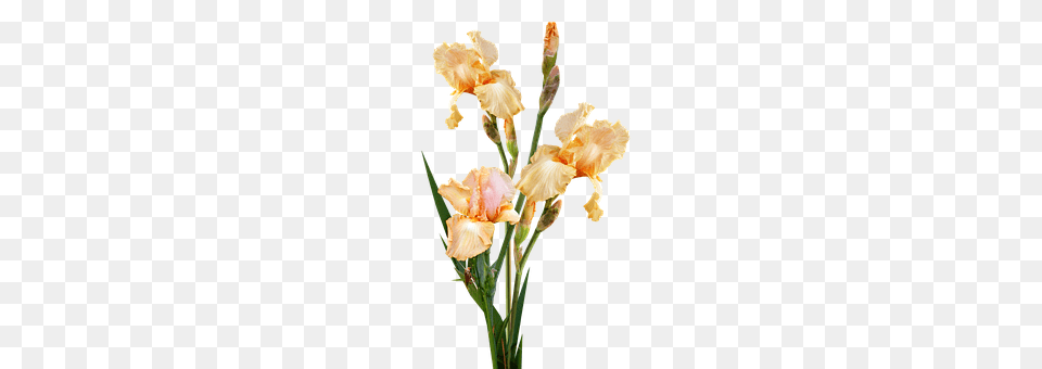 Irises Flower, Iris, Plant, Petal Free Transparent Png