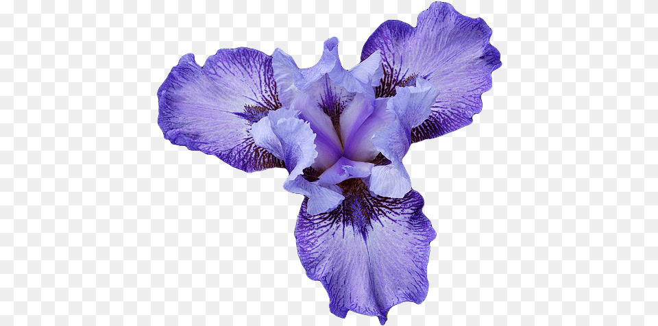 Irises Cj 84 Wallpapers V18 Iris Flower, Plant, Purple, Petal Free Png Download