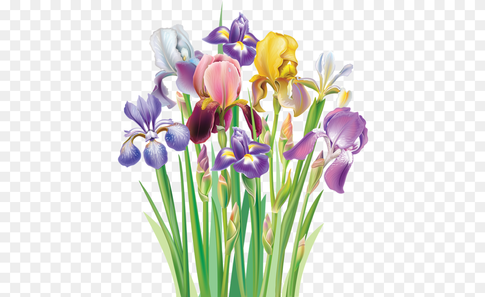 Irises Clipart Iris Flower Clip Art, Plant, Petal, Flower Arrangement, Flower Bouquet Free Png