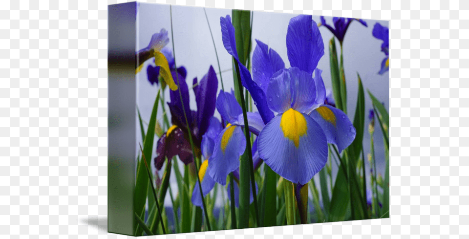 Irises Flowers Garden Purple Irises, Flower, Iris, Plant, Petal Free Png Download
