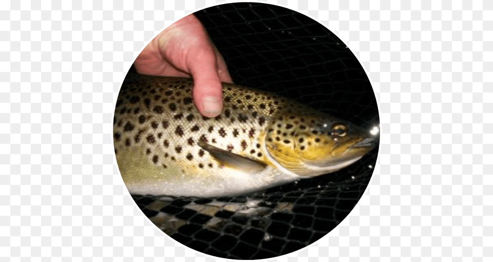 Irish Angling Update Feeding Trout And Hatching Sedge Brown Trout, Animal, Fish, Sea Life, Reptile Free Png