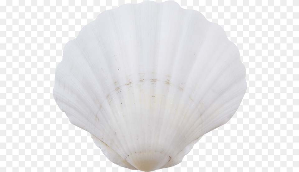 Irish Deep Seashells Baltic Clam, Animal, Food, Invertebrate, Sea Life Free Png