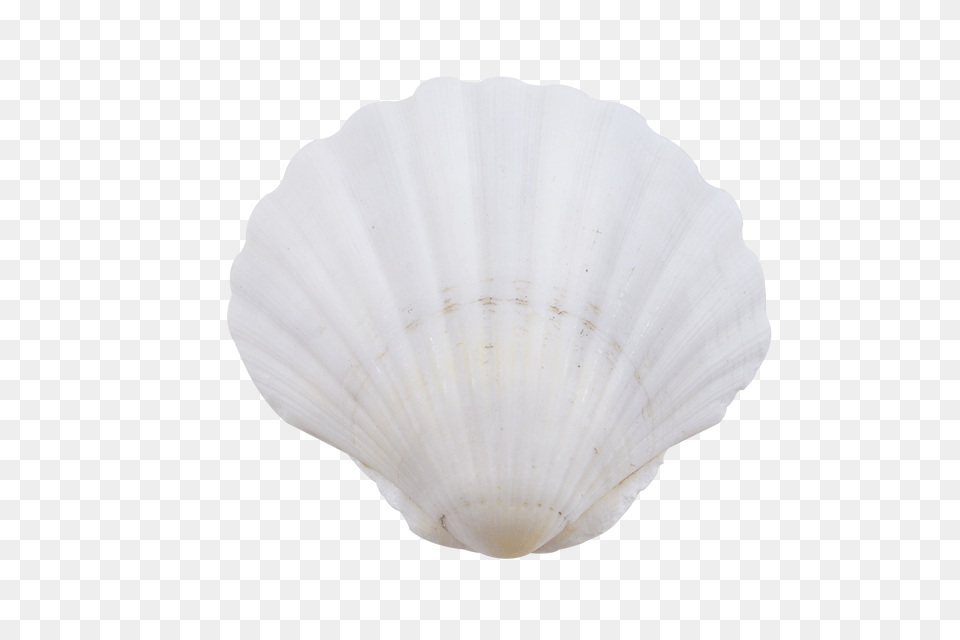 Irish Deep Shell, Animal, Clam, Food, Invertebrate Png