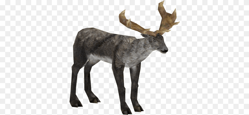 Irish Elk 1 Adult M3 Wiki, Animal, Mammal, Moose, Wildlife Png