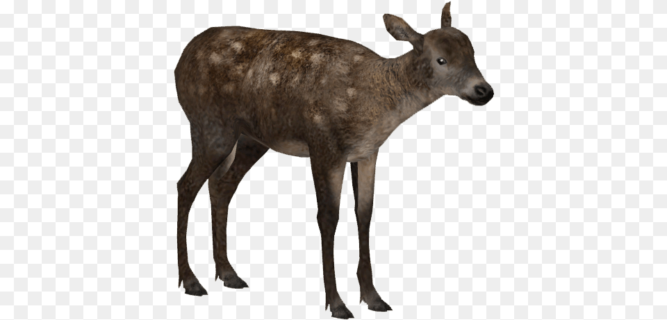 Irish Elk Young Wiki, Animal, Deer, Mammal, Wildlife Png Image