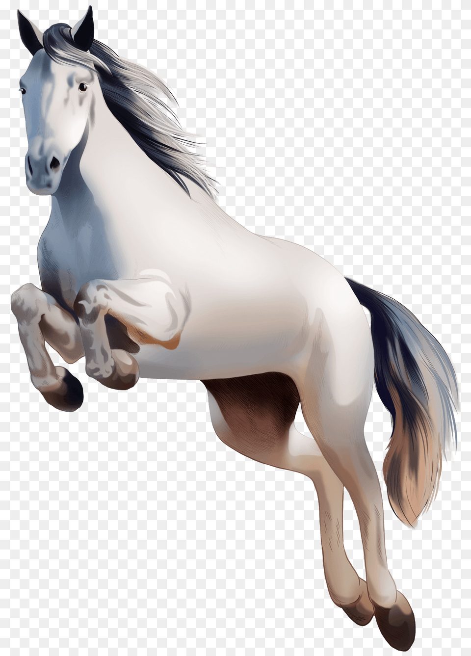 Irish Sport Horse Clipart, Animal, Mammal, Stallion, Andalusian Horse Free Transparent Png