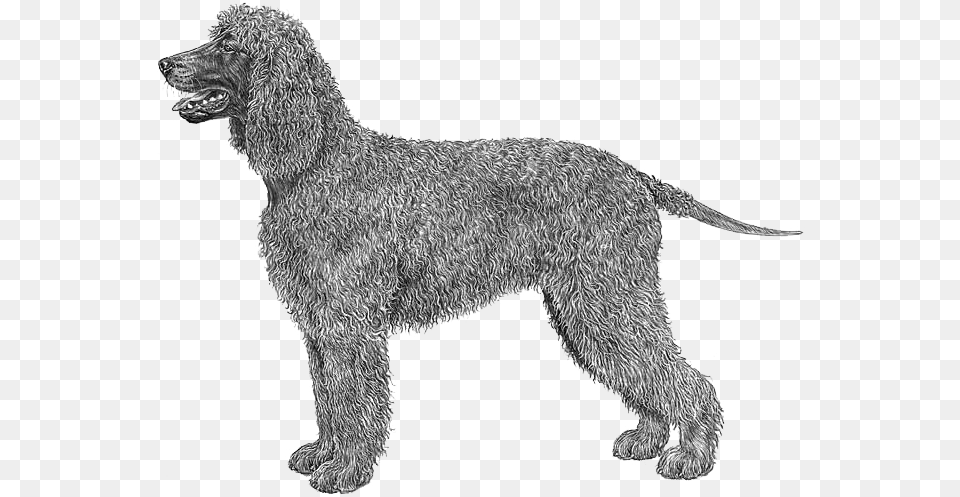 Irish Water Spaniel Outline, Animal, Canine, Dog, Hound Free Png