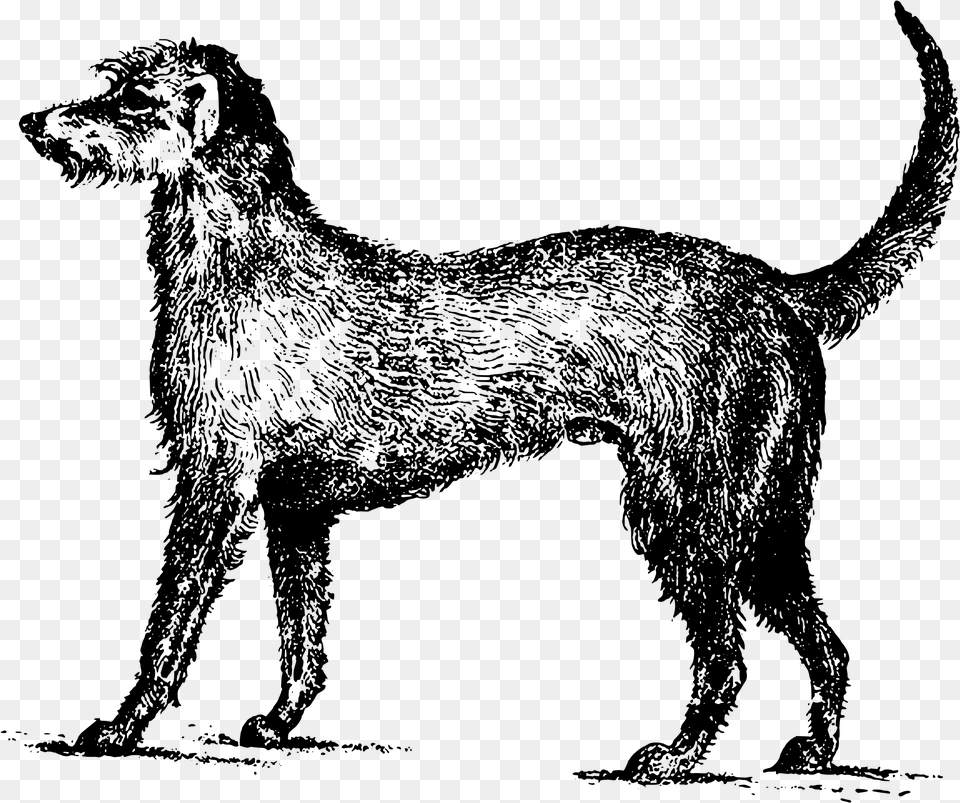 Irish Wolfhound Clip Arts Irish Wolfhound Clipart, Gray Png Image