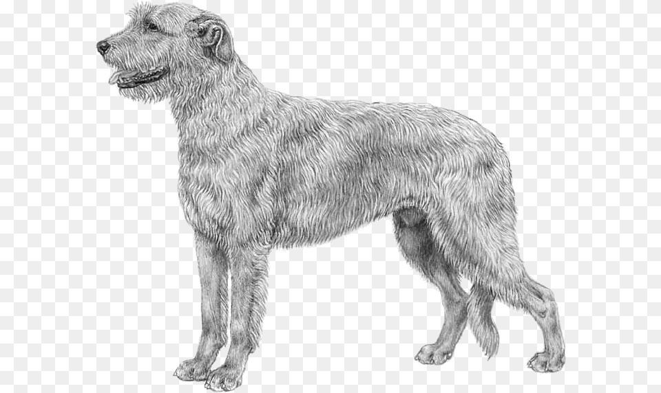 Irish Wolfhound Irish Wolfhound Dog, Animal, Canine, Mammal, Pet Free Transparent Png