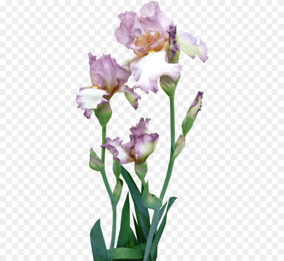 Irisplantmauvepink Iris With Transparent, Flower, Plant, Petal Free Png