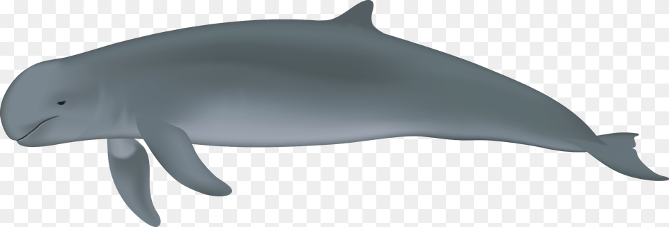 Irrawaddy Dolphin Full Body, Animal, Mammal, Sea Life, Fish Free Png Download